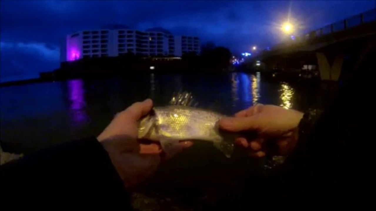 Mission impossible pour Marco  .Loup Bar  en no kill