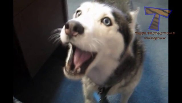 Des animaux qui font des bruits bizarres. Compilation d'animaux marrant!