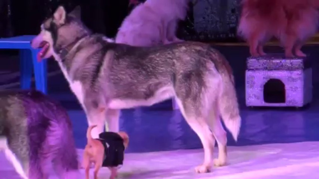 Kimera dogs