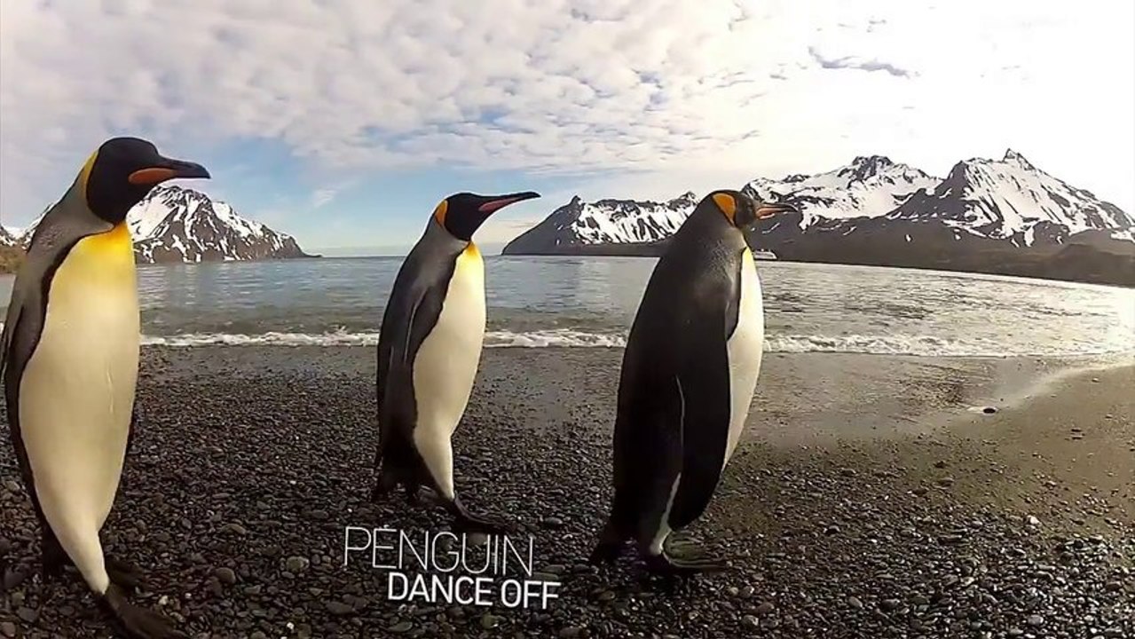 Penguin Dancing in front of GoPro camera!
