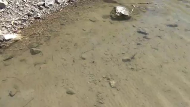 110811 lac Nerthe alevins aux pieds