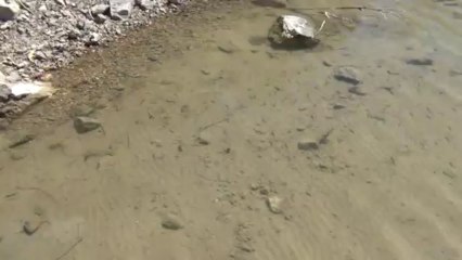 110811 lac Nerthe alevins aux pieds