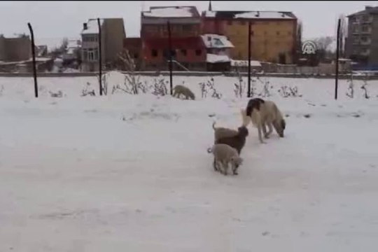 Donarak ölen yavrusunun başından ayrılmadı