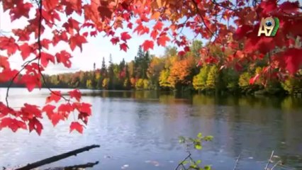 Evrimciler bilimsel delillerle değil, süslü kelimelerle teorilerini kanıtlamaya çalışırlar