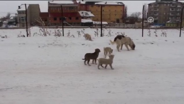 Donarak ölen yavrusunun başından ayrılmadı