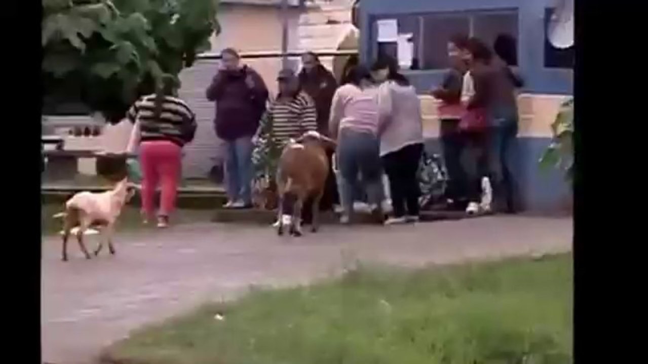 Bakriiiii