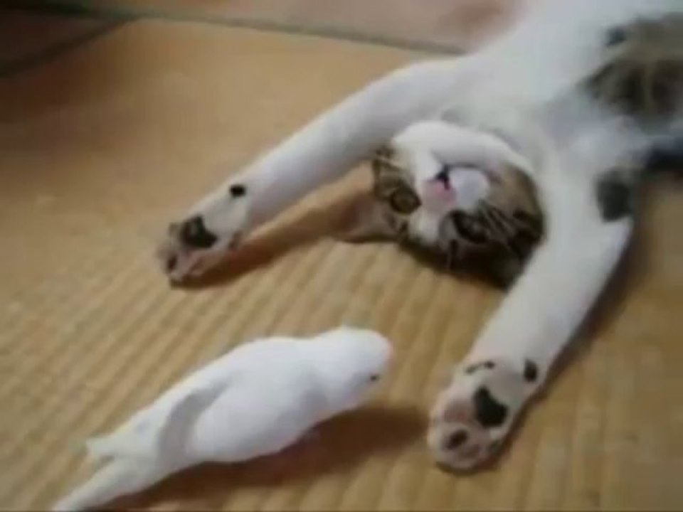 Vogel aergert die Katze