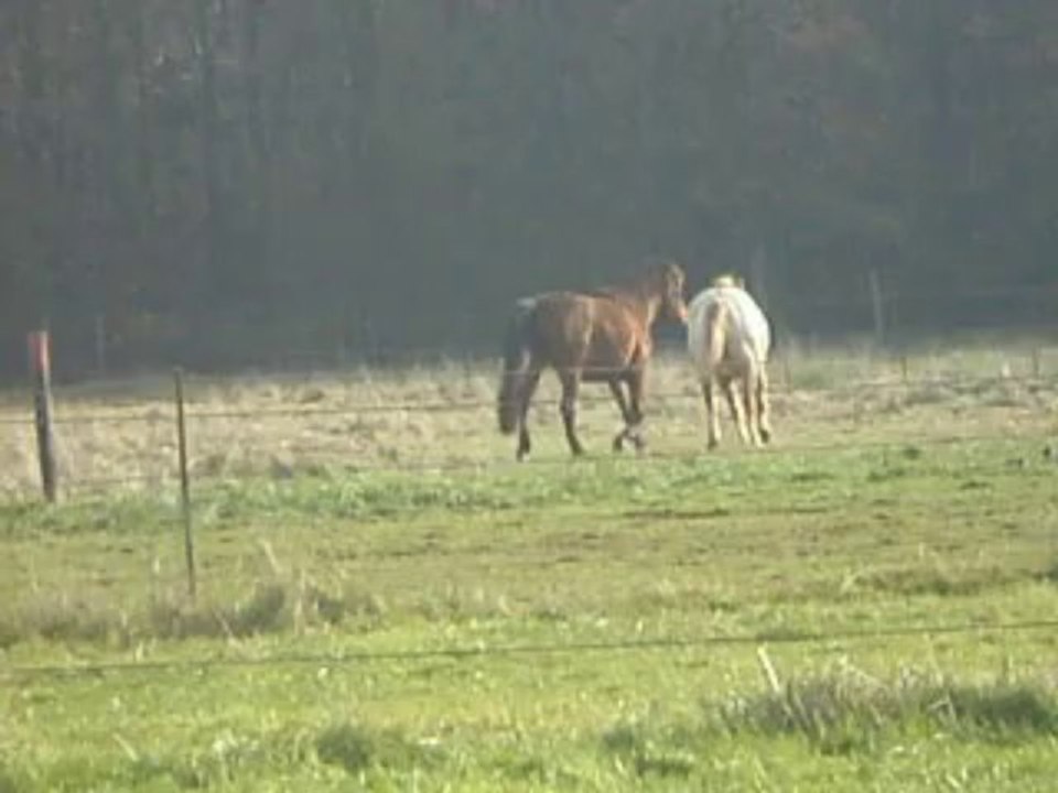 jeux de hongres (4,5ans) automne 2013