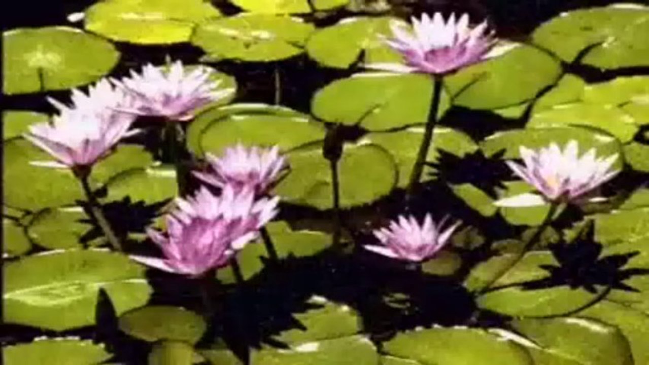 Ethereal haze Angel Rada