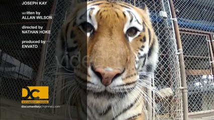 Broadcast Design - TV Channel Branding 1 - After Effects Template