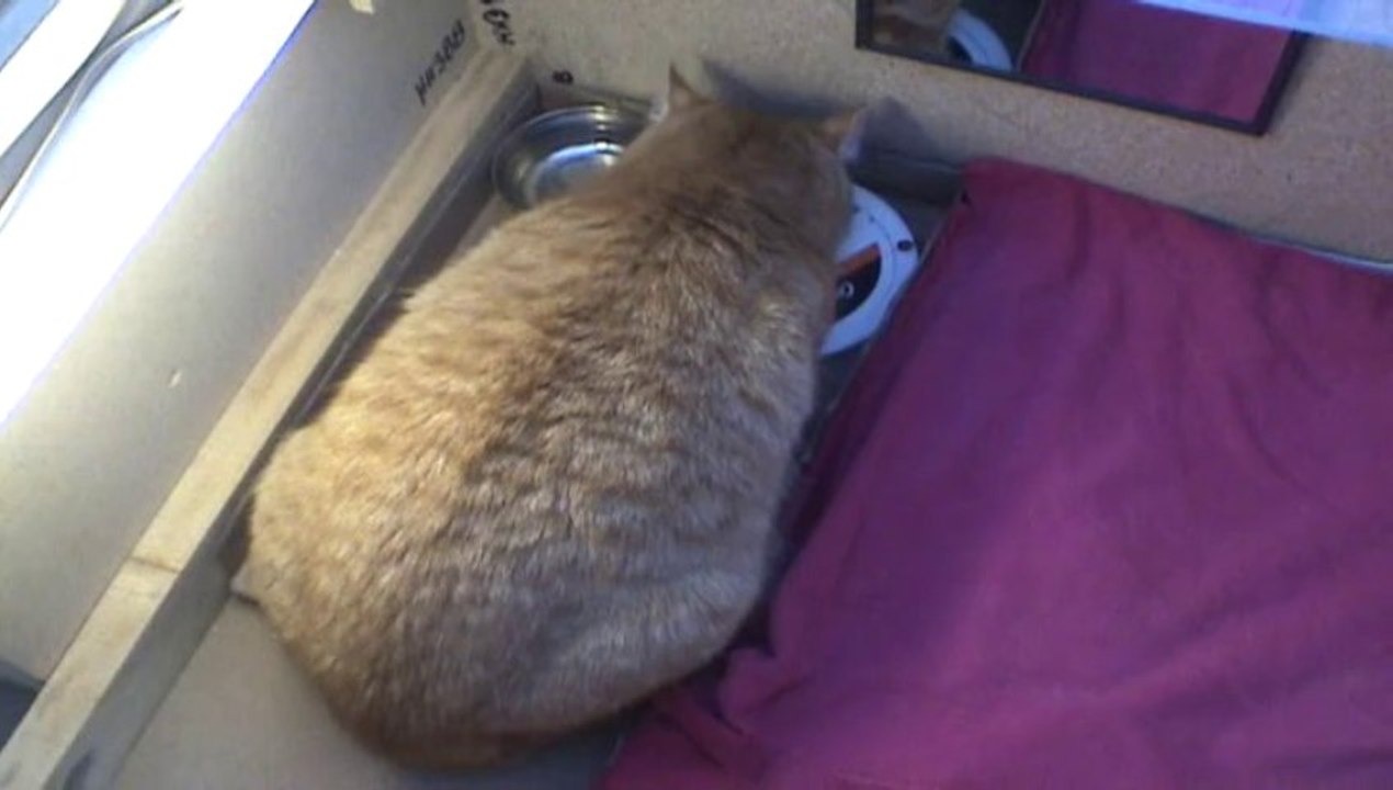 La cabane a chat PART V