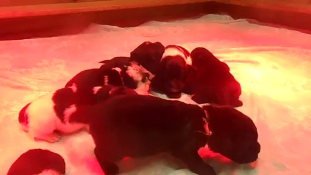 DSCN3190 - Portée de Gothann - les chiots ont 13 jours