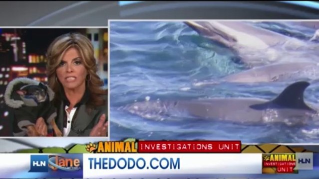 HLNtv_Jane Velez-Mitchell_45 more dolphins killed in 'the cove' 24Jan14