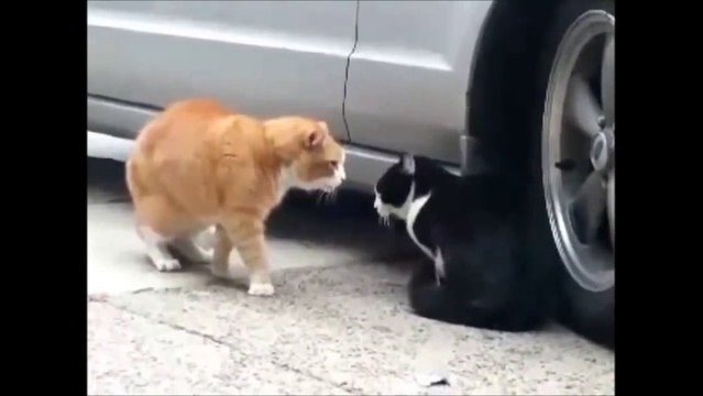 Подборка Смешные Кошки. A Compilation Of Funny Cats