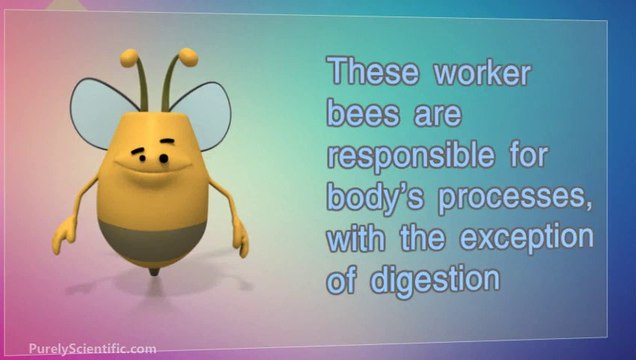 Digestive Enzymes: Metabolic Enzymes