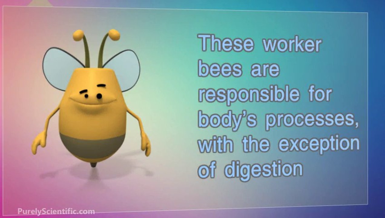 Digestive Enzymes: Metabolic Enzymes