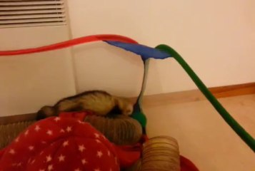 lio du refuge des ch'tis furets