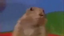 Intense Chipmunk