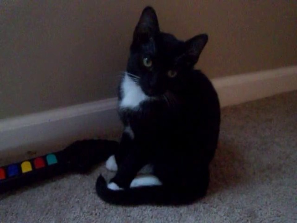 Funny Cats - Burps & Farts