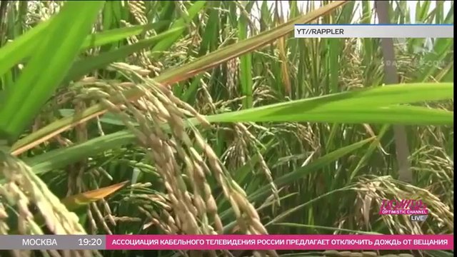 Ешьте сами свой желтый рис. Голландия, Бангладеш, Филиппины – где фермеры жгут и вытаптывают ростки XXI века