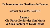 Naissance 2013 - Semaine 4 des Chiots