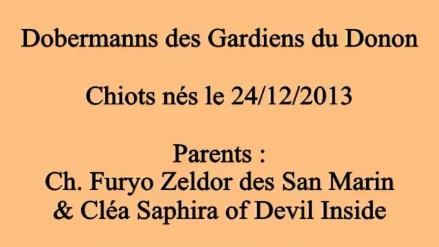 Naissance 2013 - Semaine 4 des Chiots