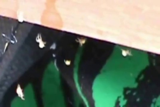 ITSY BITSY CREEPY CRAWLY BABY SPIDERS