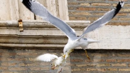 Pope's dove attacked by seagull during Angelus prayer