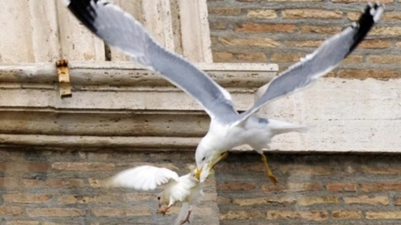 Pope's dove attacked by seagull during Angelus prayer