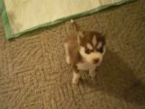 UN bébé chien Husky, le plus petit chiot jamais vu, qui obéit déjà!