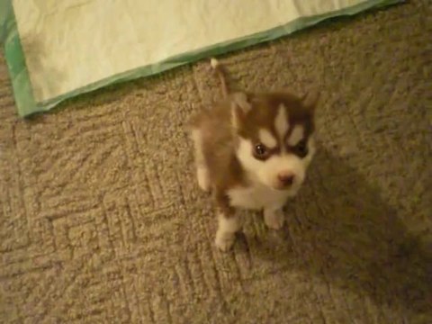 Husky puppy : the mallest dog ever, Sits and speaks on command.