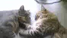 Cats the not so musical