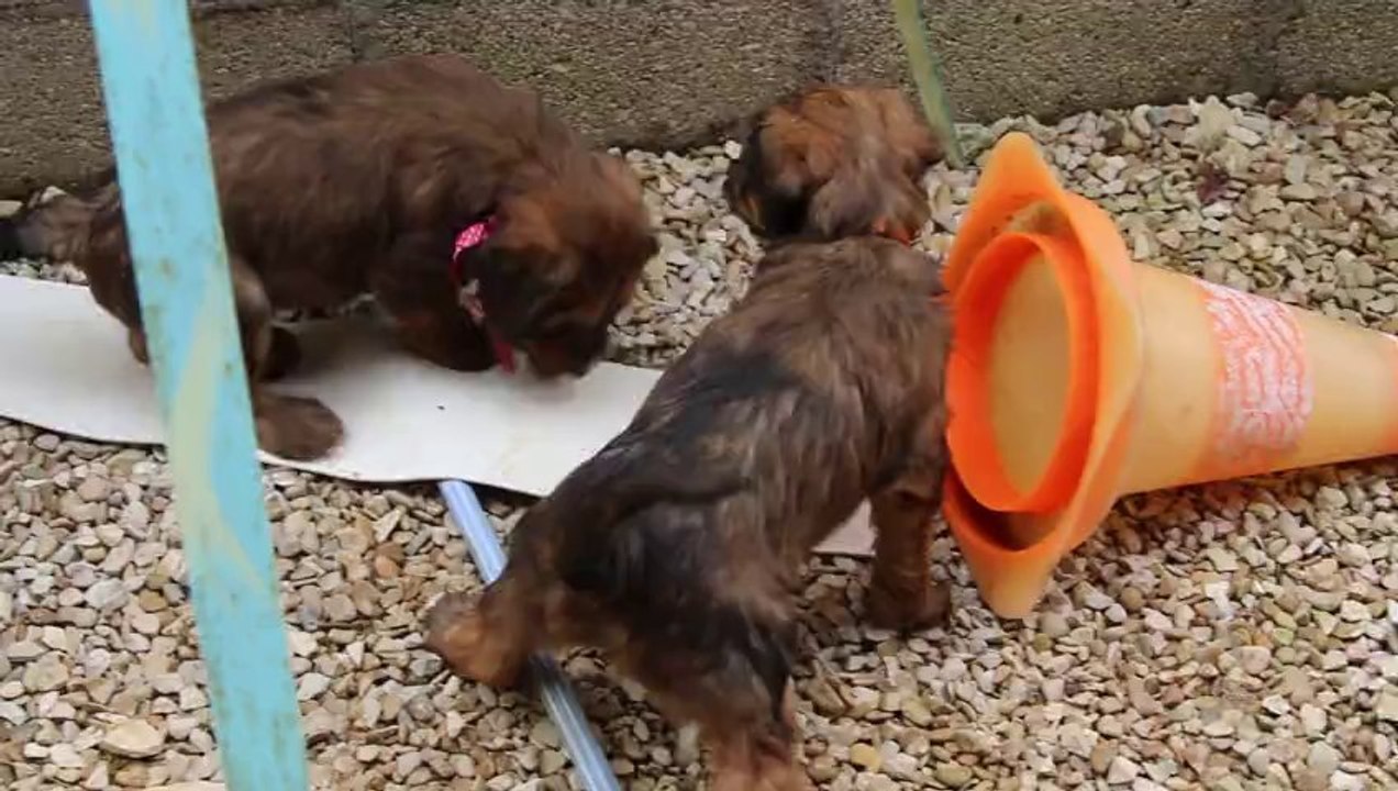 Les Bébés jeux