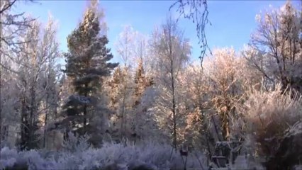 Talvinen pihavideo jonka kuvasin 23-01-2014