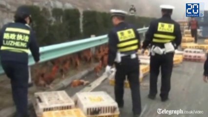 Grande évasion de poulets sur une autoroute chinoise