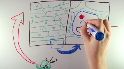 Draw Me Why - Pourquoi on pleure quand on coupe des oignons?