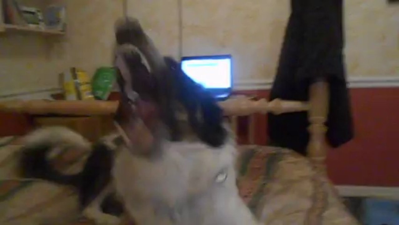 Bad Dog, Stoke!!