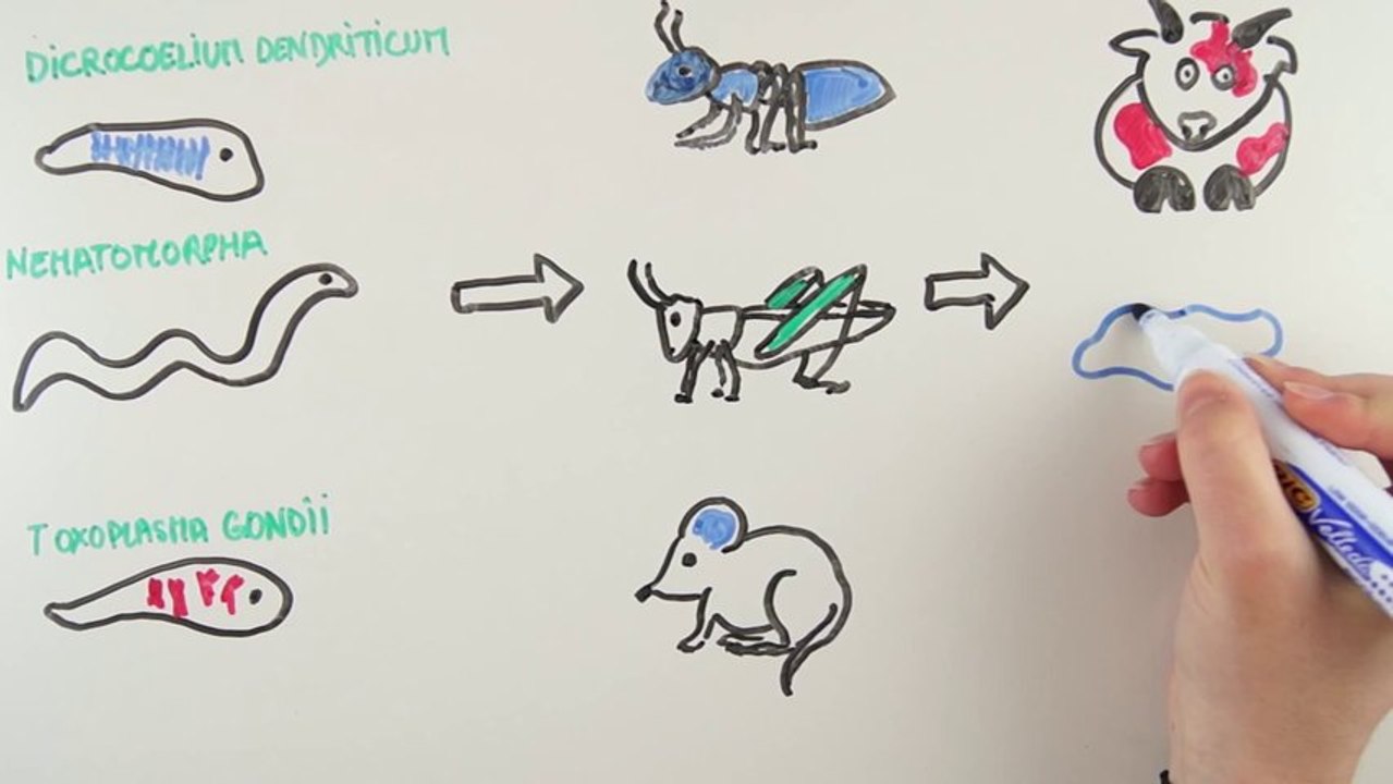 Draw me why - Trois animaux qui peuvent hacker un cerveau !