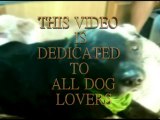 DOG BREEDS - Rottweiler, Australian Shepherd, Great Dane, Golden Retriever,Weimaraner