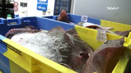 Lorient. Maurice Benoish, président de la Sem-Keroman : "Nous souhaitons développer l'activité"