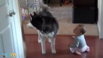 Dog imitates baby