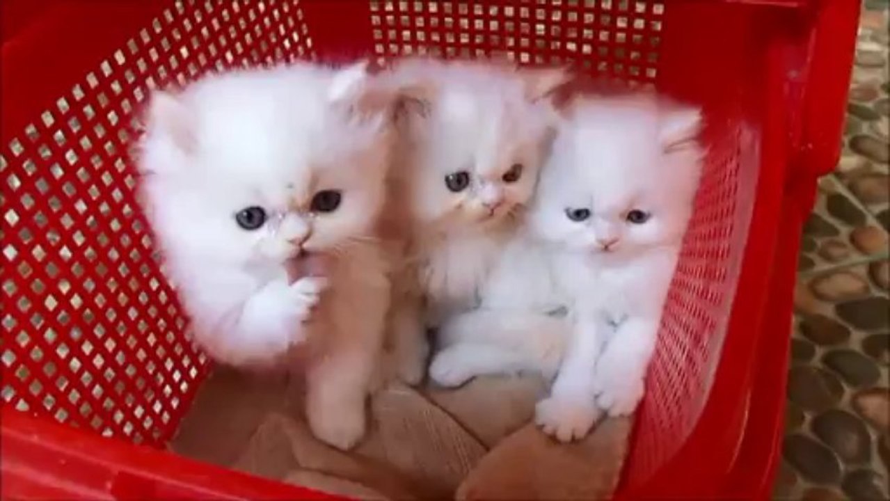Kittens Basket
