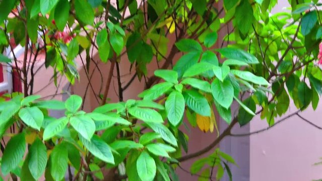 St. Lucia 1 Bedroom Self Catering Apartment Villa Holidays