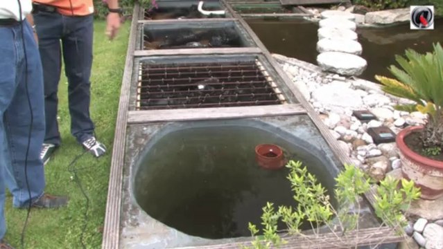 Le Bassin de jardin de Jean Marc - the garden pond of Jean Marc