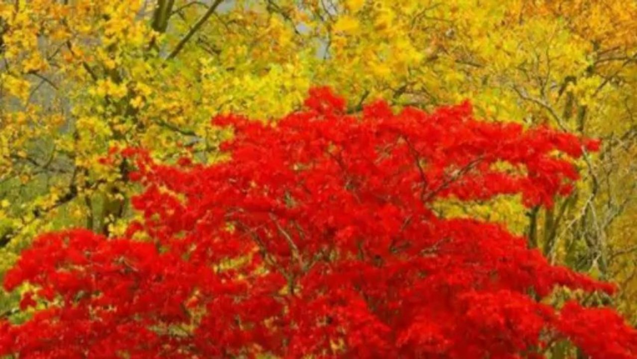 Sonbahar Esintisi-Güzel Fotoğraflar