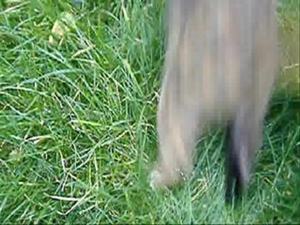 video chattes_0001