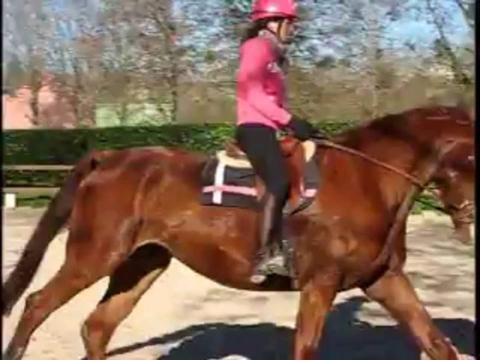 valdes stage dressage 08 decembre 2013