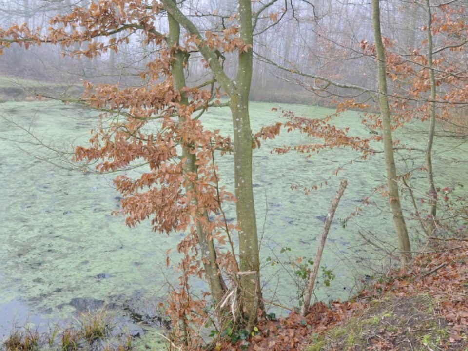 Automne (cor das aguas)