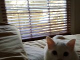 Kitten Makes Clicking Noise When Chasing Laser Pen