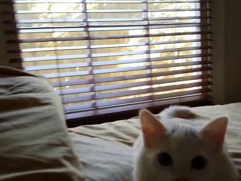 Kitten Makes Clicking Noise When Chasing Laser Pen